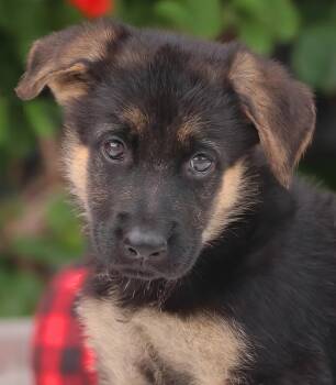 Ella von Evessen -  German Shepherd Dog Dog for Adoption in Los Angeles, California - Ella Von Evessen | PetCurious
