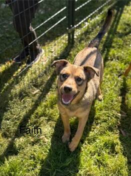 German Shepherd Dog and Husky Dogs Available for Adoption - Faith (AVAILABLE 2/16) | PetCurious