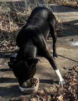 Pit Bull Terrier Dogs Available for Adoption - Zeus | PetCurious