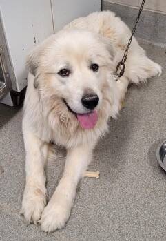 Great Pyrenees Dogs Available for Adoption - Douglas | PetCurious