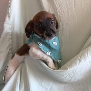 Orchid -  Mixed Breed Dog for Adoption in Canal Winchester, Ohio - Orchid | PetCurious