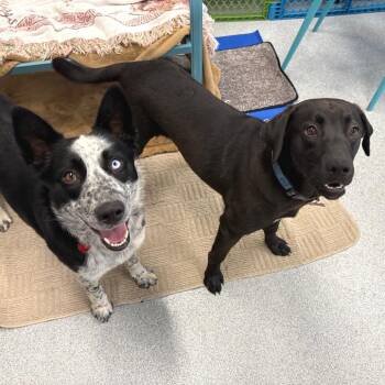 Black Labrador Retriever and Mixed Breed Dogs Available for Adoption - Jim | PetCurious