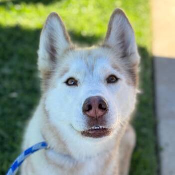 Leah -  Husky Dog for Adoption in Goleta, California - Leah | PetCurious