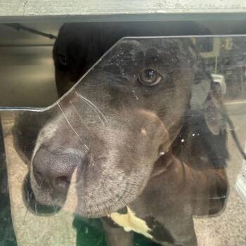 Caesar -  Cane Corso Dog for Adoption in Philadelphia, Pennsylvania - Caesar | PetCurious