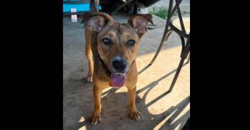 Daisy (CP) -  Terrier Dog for Adoption in Dallas, Texas - Daisy (CP) | PetCurious