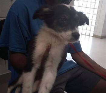 HERSCHEL -  Border Collie and Mixed Breed Dog for Adoption - HERSCHEL | PetCurious