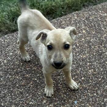 Hampton -  Chihuahua and Dachshund Dog for Adoption - Hampton | PetCurious