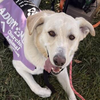 Rescue White German Shepherd and Great Pyrenees Dogs for Adoption in Fallon, Nevada - Hilda | PetCurious