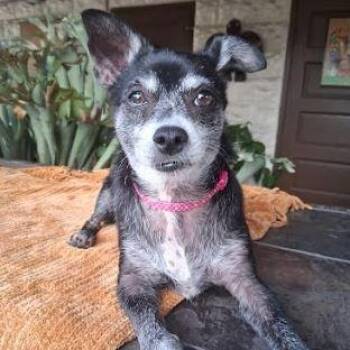 Rescue Chihuahua Dogs for Adoption in Palm Harbor, Florida - Laverne | PetCurious