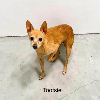 Tootsie -  Chihuahua Dog for Adoption in Semmes, Alabama - Tootsie | PetCurious