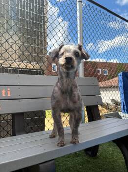 BLAZE -  Yorkshire Terrier and Poodle Dog for Adoption in Vandergrift, Pennsylvania - BLAZE | PetCurious