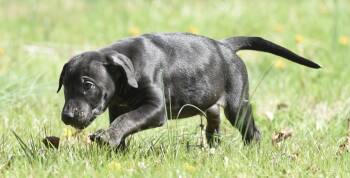Pit Bull Terrier Dogs Available for Adoption in Mechanicsburg, Pennsylvania - Polo | PetCurious