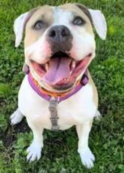 Rescue American Bulldog Dogs for Adoption in Wenatchee, Washington - Mabel | PetCurious