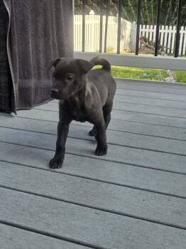 Livvi -  Dachshund Dog for Adoption - Livvi | PetCurious
