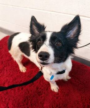 VENUS -  Chihuahua Dog for Adoption in Leesburg, Virginia - VENUS | PetCurious