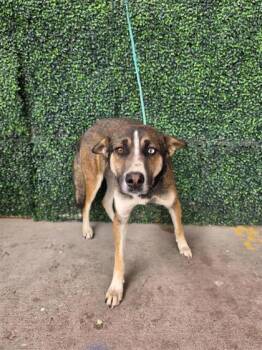 Shepherd and Mixed Breed Dogs Available for Adoption in El Paso, Texas - 60755155 | PetCurious