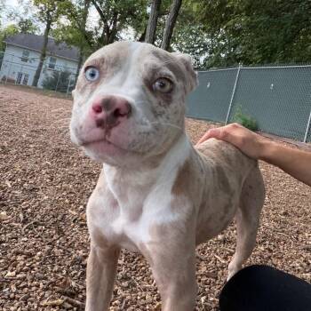 Daelyn -  Pit Bull Terrier and Catahoula Leopard Dog Dog for Adoption in Nashville, Tennessee - Daelyn | PetCurious