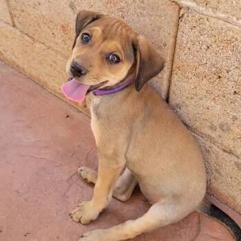 Mixed Breed Dogs Available for Adoption in Las Vegas, Nevada - Sardine | PetCurious