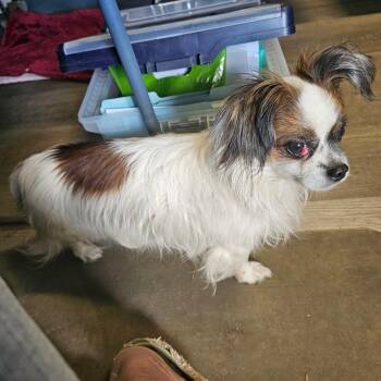 Domino -  Mixed Breed Dog for Adoption in Mount Vernon, Arkansas - Domino | PetCurious