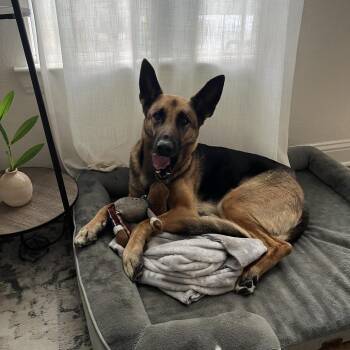 Athena -  German Shepherd Dog Dog for Adoption in Yuma, Arizona - Athena | PetCurious