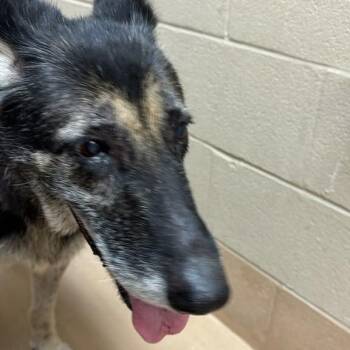 Bubbles -  Mixed Breed Dog for Adoption in Gadsden, Alabama - Bubbles | PetCurious