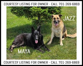 Maya & Jazz - COURTESY LISTING -  German Shepherd Dog Dog Available for Adoption in Valley City, North Dakota - Maya & Jazz - COURTESY LISTING | PetCurious