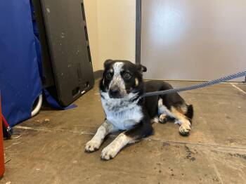 Australian Cattle Dog Blue Heeler and Mixed Breed Dogs Available for Adoption in Ontario, California - GUNNER | PetCurious