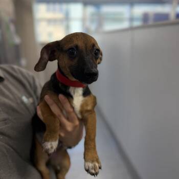 Isabella -  Terrier and Mixed Breed Dog for Adoption in Chicago, Illinois - Isabella | PetCurious