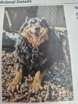 Mixed Breed Dogs Available for Adoption in Cincinnati, Ohio - Elle | PetCurious