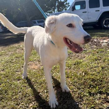 Heidi -  Mixed Breed Dog for Adoption in Columbia, South Carolina - Heidi | PetCurious
