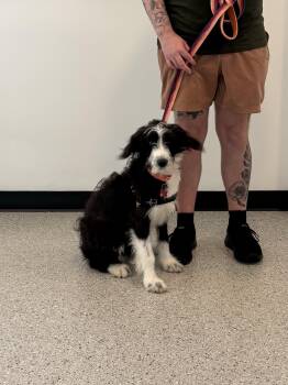 Lolly -  German Wirehaired Pointer Dog for Adoption in Chicago, Illinois - Lolly | PetCurious