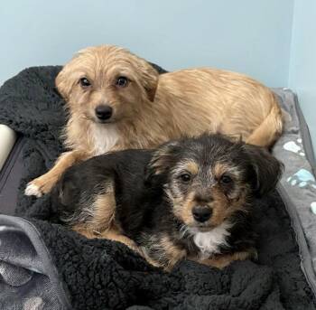 Mixed Breed Dogs Available for Adoption in Hazlet, New Jersey - David | PetCurious