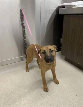 SPARK -  Belgian Shepherd Malinois and Husky Dog for Adoption in Fairbanks, Alaska - SPARK | PetCurious