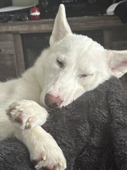 Siberian Husky Dogs Available for Adoption - Everly | PetCurious