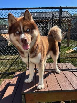 Rescue Husky Dogs for Adoption in Patchogue, New York - Mosey | PetCurious