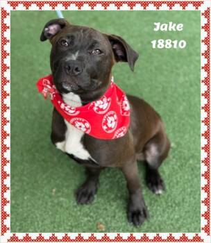 American Bully and Pit Bull Terrier Dogs Available for Adoption in Marietta, Georgia - JAKE See Also JACK-JACK | PetCurious
