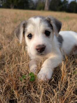 Rescue Great Pyrenees and Husky Dogs for Adoption in Spring Hill, Tennessee - Elsa | PetCurious