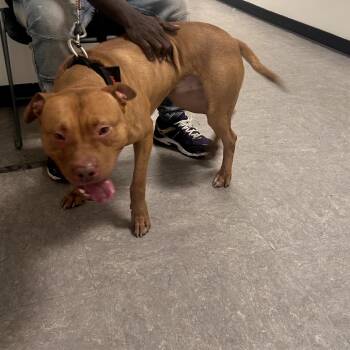 Pit Bull Terrier Dogs Available for Adoption - Ramboozle | PetCurious