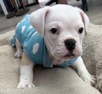 Morgan -  English Bulldog Dog for Adoption in Newport Beach, California - Morgan | PetCurious