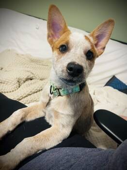 Rescue Australian Cattle Dog Blue Heeler Dogs for Adoption in Manassas, Virginia - Shaker | PetCurious