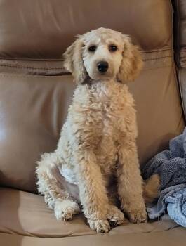 Loki -  Poodle Dog for Adoption in Catlettsburg, Kentucky - Loki | PetCurious