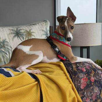 Whippet Dogs Available for Adoption in Baldwin, Maryland - Atlas | PetCurious