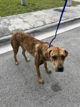 American Bulldog and Mixed Breed Dogs Available for Adoption in Doral, Florida - TIGER | PetCurious