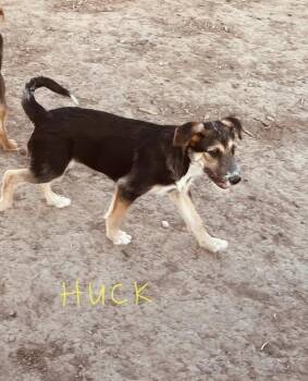 Huck Sassy