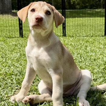 Mixed Breed Dogs Available for Adoption in Livingston, Texas - Azalea | PetCurious