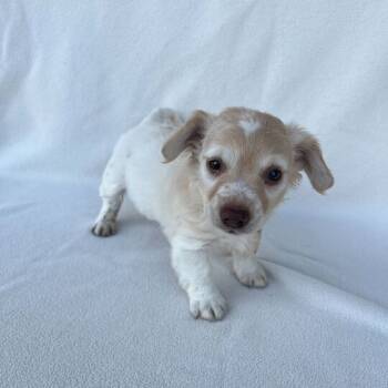 Rescue Dachshund Dogs for Adoption in Carencro, Louisiana - Starfruit | PetCurious