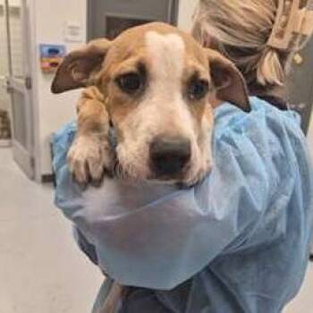 Carrie -  Terrier Dog for Adoption in Tampa, Florida - Carrie | PetCurious