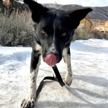 Mixed Breed Dogs Available for Adoption - Peak | PetCurious