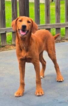 Button AA in MS -  Labrador Retriever and Standard Poodle Dog for Adoption in Warwick, Rhode Island - Button AA In MS | PetCurious