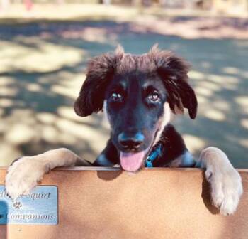 Rescue German Shepherd Dog Dogs for Adoption in Fernandina Beach, Florida - KANE | PetCurious